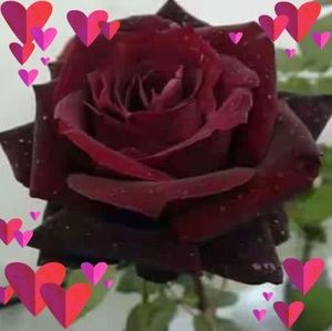 Meet your Posher, Aura l